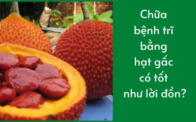 Chữa bệnh trĩ bằng hạt gấc có tốt như lời đồn?