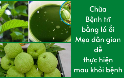 Chữa bệnh trĩ bằng lá ổi – Mẹo dân gian dễ thực hiện