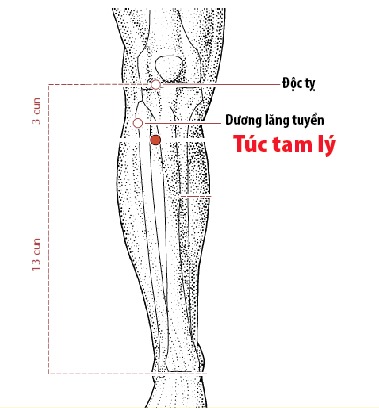 Huyệt túc tam lý