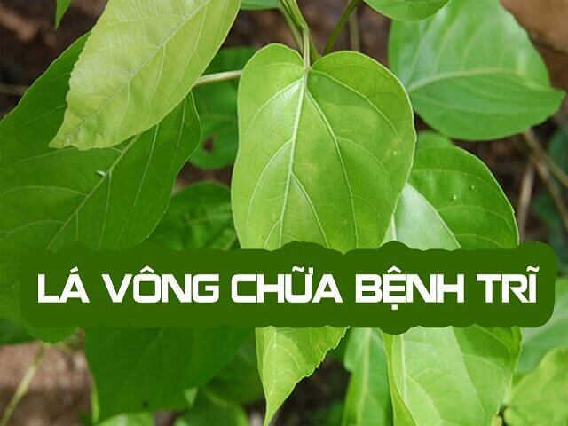 Chữa bệnh trĩ bằng lá thầu dầu kết hợp lá vông