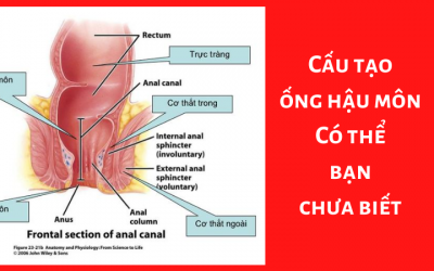 Cấu tạo ống hậu môn: Có thể bạn chưa biết