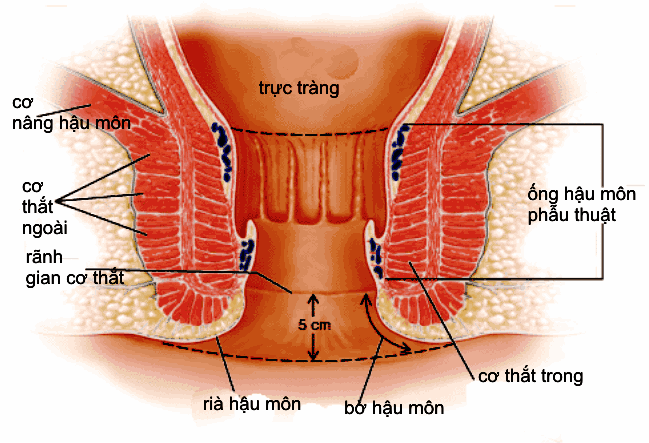 Cấu tạo ống hậu môn