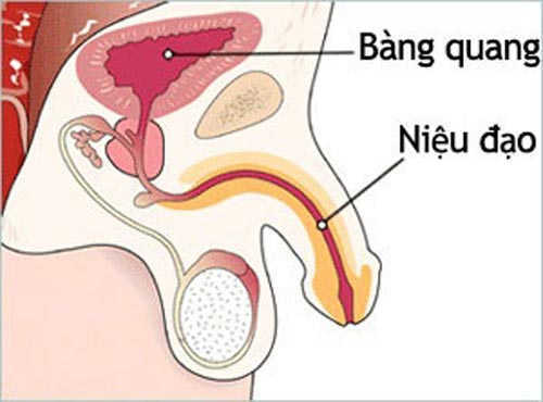 Chẩn đoán viêm niệu đạo ở nam giới