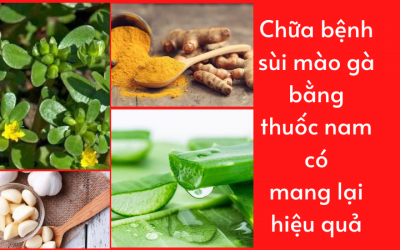 Chữa bệnh sùi mào gà bằng thuốc nam có mang lại hiệu quả?