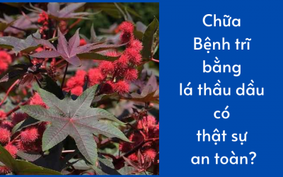 Chữa bệnh trĩ bằng lá thầu dầu có thật sự an toàn?