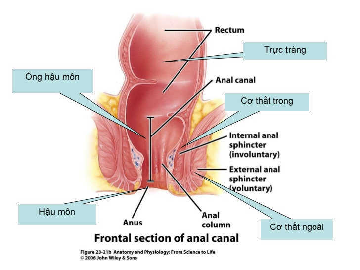 Cơ thắt trong hậu môn