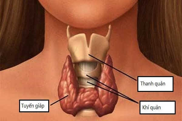 Suy suy giảm hoạt động của tuyến giáp