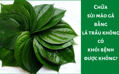 Chữa sùi mào gà bằng lá trầu không có khỏi bệnh được không?