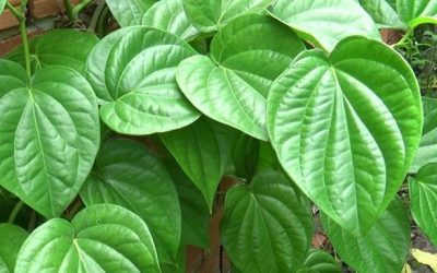 Lá trầu không có tác dụng gì? 9 công dụng đối với sức khỏe nam phụ khoa