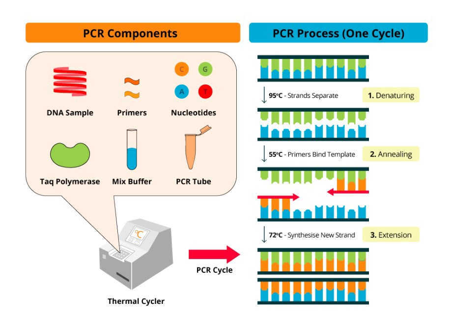 Phương pháp PCR phóng đại DNA