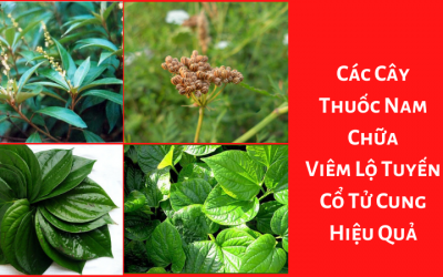 Các Cây Thuốc Nam Chữa Viêm Lộ Tuyến Cổ Tử Cung Hiệu Quả
