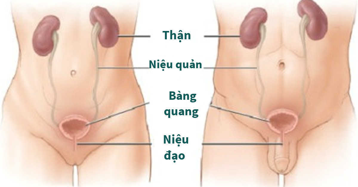 Mủ chảy trong niệu đạo