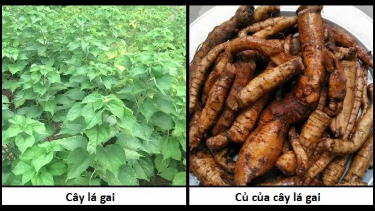 Cách dùng củ gai chữa vô sinh