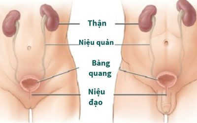 Viêm Đường Tiết Niệu Ở Nam Giới Uống Thuốc Gì Nhanh Khỏi?