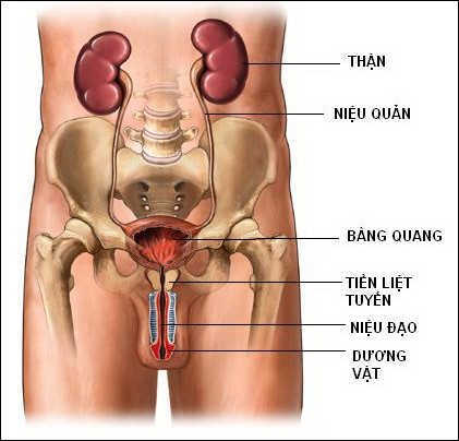 Bệnh viêm tuyến tiền liệt