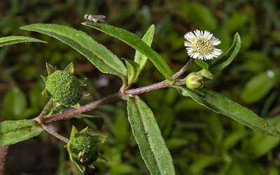 Cây nhọ nồi chữa rong kinh hiệu quả không? Phương pháp dân gian