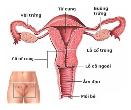 Do tử cung không thích ứng