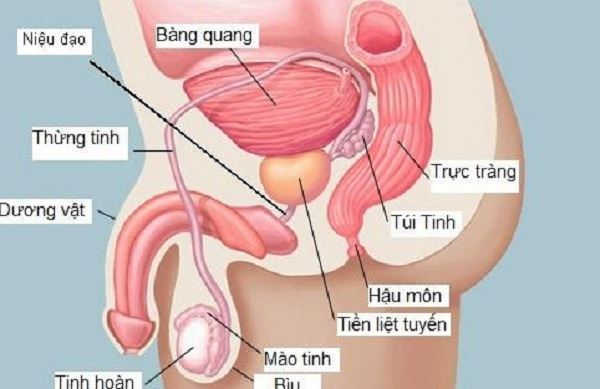 Bệnh lý ở niệu đạo – tuyến tiền liệt