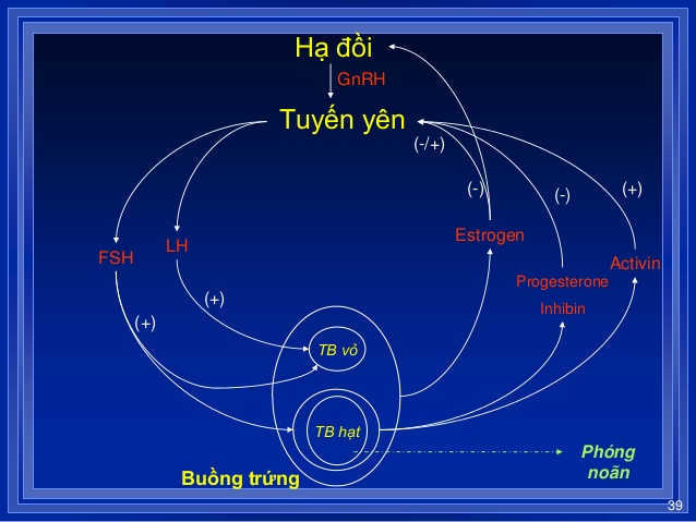 Hệ trục tuyến yên – hạ đồi – buồng trứng