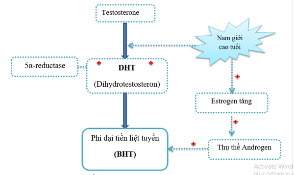 Nguyên nhân gây bệnh phì đại tuyến tiền liệt