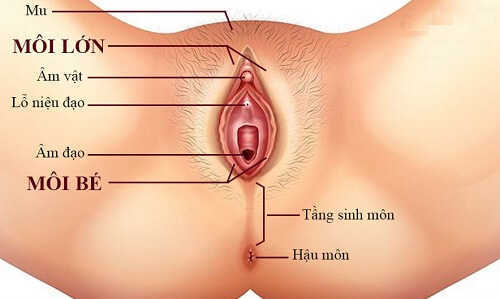 Lợi ích cắt môi bé – Thay đổi diện mạo “cô bé”