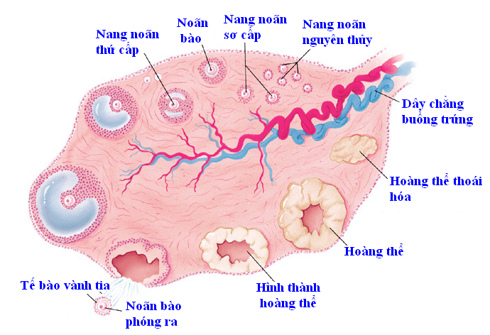 Rối loạn chức năng phóng noãn