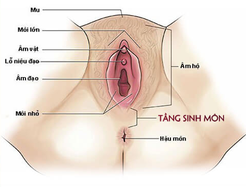 Tầng Sinh Môn Là Gì? Những Thông Tin Chị Em Cần Biết