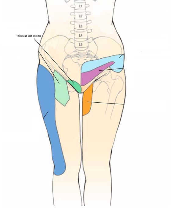 Tổn thương thần kinh sinh dục