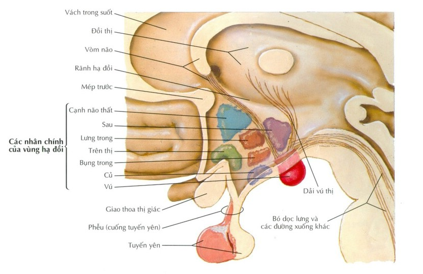 Vùng hạ đồi