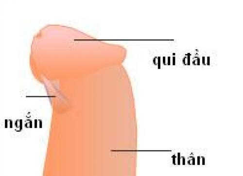 Dây hãm bao quy đầu bị đứt