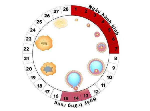 Điều kiện nào để xảy ra hiện tượng thụ thai?