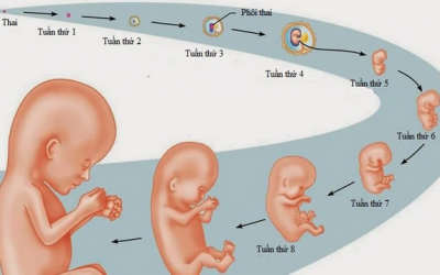 Túi Thai Màu Gì? Làm Sao Để Nhận Biết Túi Thai Đã Ra Hết Hay Chưa?