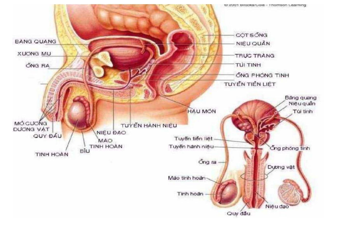 Tinh dịch là một hỗn hợp được điều tiết từ tuyến tiền liệt,