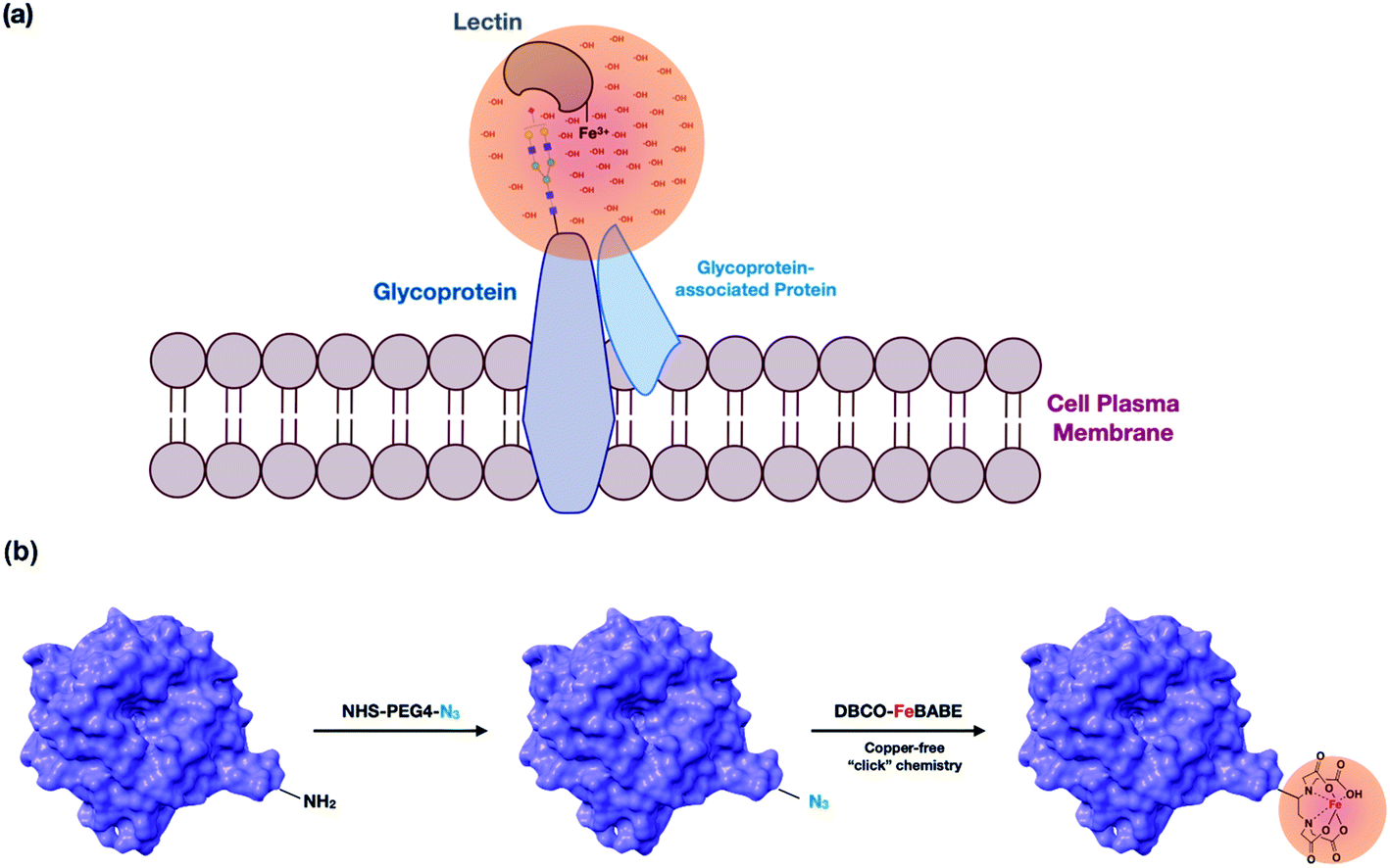 cả 2 hoạt chất Glycoprotein và Polysaccharides còn giúp kích hoạt khả năng miễn dịch