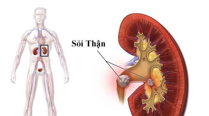 Bổ can thận, giải độc, nhuận tràng