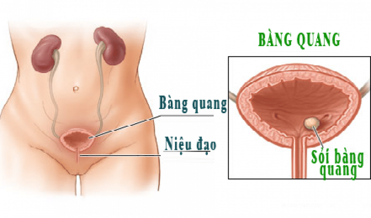 Cấu tạo của cơ thể