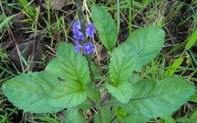 Cây đuôi chuột trị bệnh gì? – Một số cách sử dụng hiệu quả