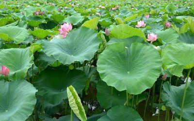 Lá sen có tác dụng gì? – Đặc điểm, thành phần và cách sử dụng