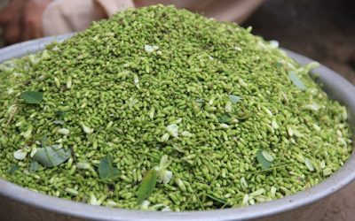 Hoa hòe có tác dụng gì? – Một số bài thuốc có lợi từ hoa hòe