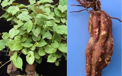 Hà thủ ô có tác dụng gì? – Những lợi ích không ngờ