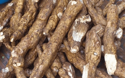 Hiệu quả không ngờ từ bột sắn dây trị bệnh trĩ ít người biết?