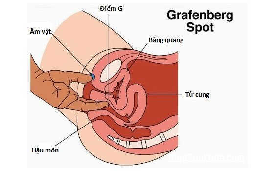 Hình dạng và kích thước của âm đạo