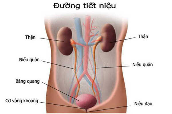 Do viêm đường niệu đạo