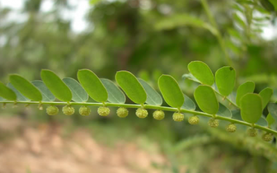 Diệp hạ châu gây vô sinh không? Công dụng và tác hại cần lưu ý