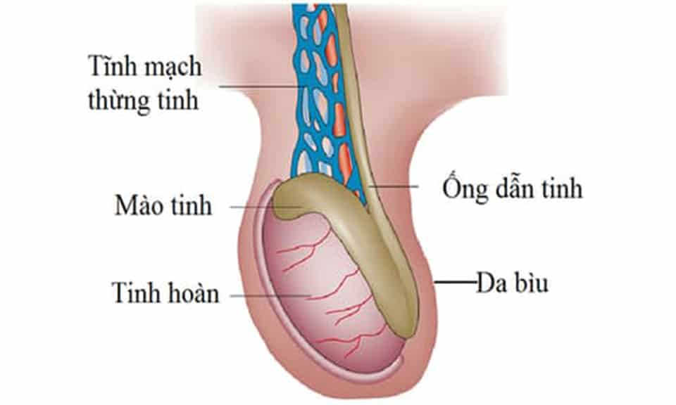 Nguyên nhân khiến tinh hoàn chảy xệ và mềm nhũn