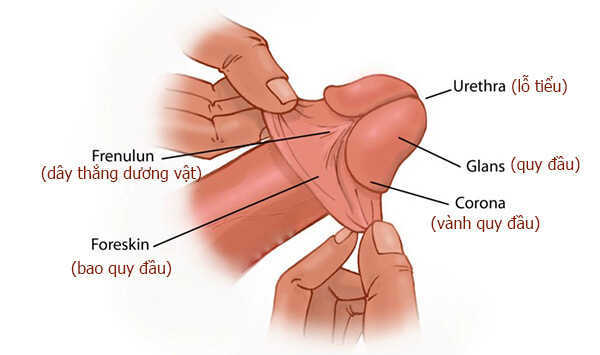 Tại sao dương vật lại nhạy cảm?