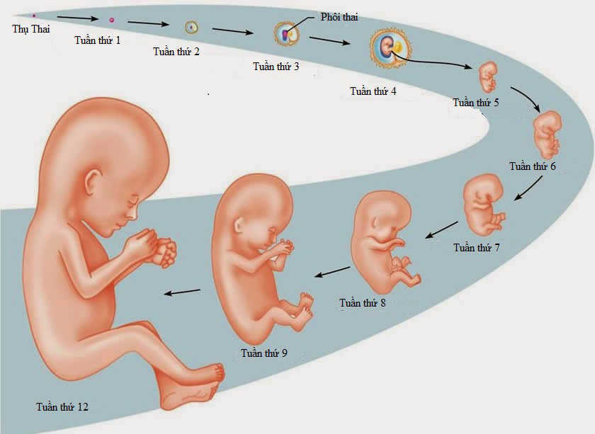 Sự phát triển của thai nhi