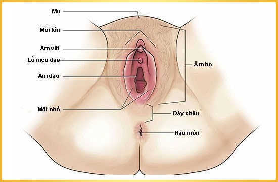 Da vùng kín thâm đen do tác động từ bên trong