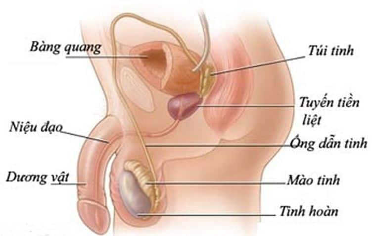 Vệ sinh khu vực tinh hoàn