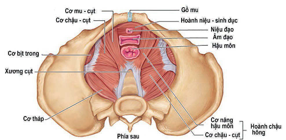 Massage vùng đáy chậu